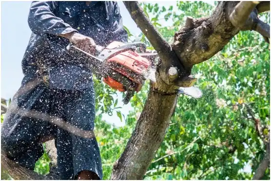 tree services Kingston Springs